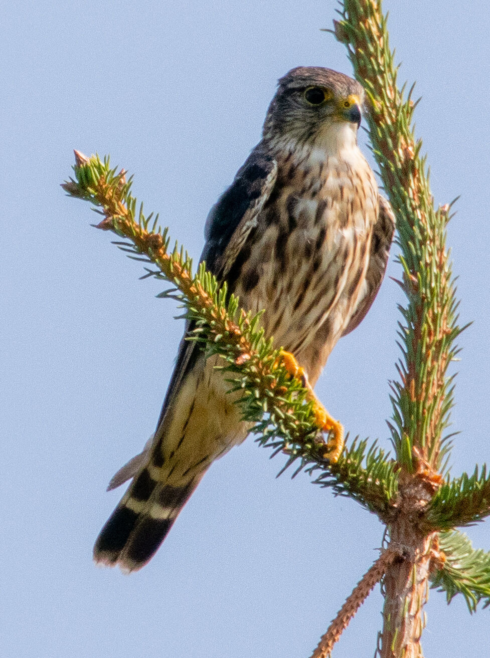 Merlin